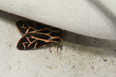 Apantesis williamsii