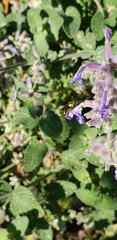 Augochlora pura