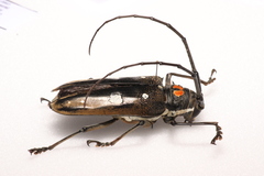 Batocera celebiana