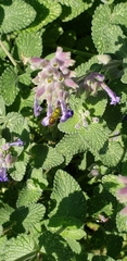 Augochlora pura