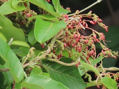 Tacazzea apiculata