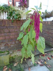 Amaranthus caudatus
