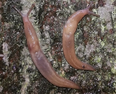 Limax cinereoniger