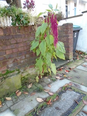 Amaranthus caudatus