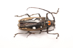 Batocera celebiana