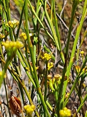 Santalaceae