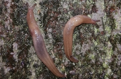 Limax cinereoniger
