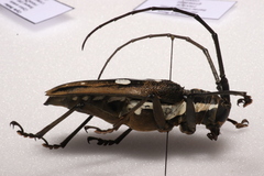 Batocera celebiana