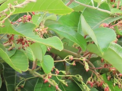 Tacazzea apiculata