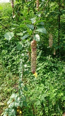 Gmelina