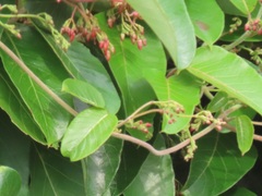 Tacazzea apiculata