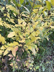 Ligustrum ovalifolium