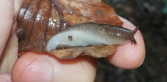 Limax cinereoniger