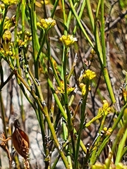 Santalaceae