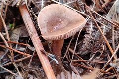 Lactarius hepaticus