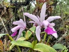 Cattleya intermedia