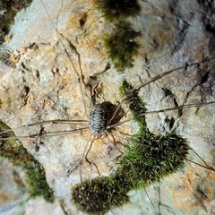 Leiobunum limbatum