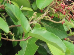 Tacazzea apiculata
