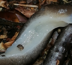 Limax cinereoniger