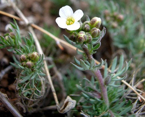 Polyctenium