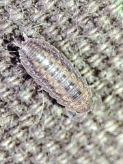 Proporcellio mirabilis