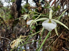 Brassavola tuberculata
