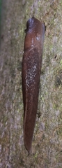 Limax cinereoniger