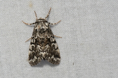 Panthea acronyctoides