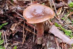 Lactarius hepaticus