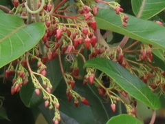 Tacazzea apiculata