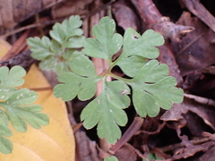 Geranium robertianum