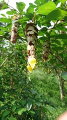 Gmelina