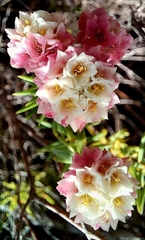 Lachnaea densiflora