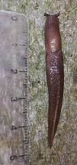 Limax cinereoniger