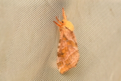 Sthenopis purpurascens