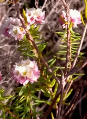 Lachnaea densiflora
