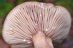 Lactarius hepaticus