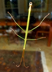 Macynia labiata
