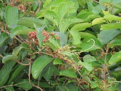 Tacazzea apiculata