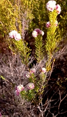 Lachnaea densiflora