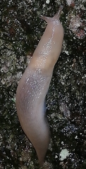Limax cinereoniger