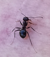 Anoplolepis steingroeveri