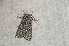 Acronicta impleta