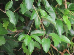 Tacazzea apiculata