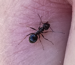 Anoplolepis steingroeveri