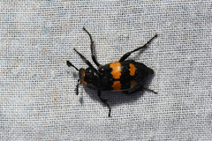 Nicrophorus defodiens
