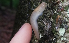Limax cinereoniger
