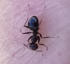 Anoplolepis steingroeveri