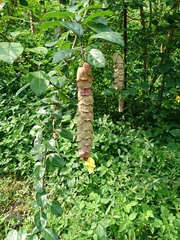 Gmelina