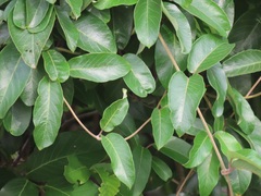 Tacazzea apiculata